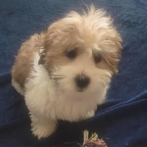 Meet your Posher, Amrit